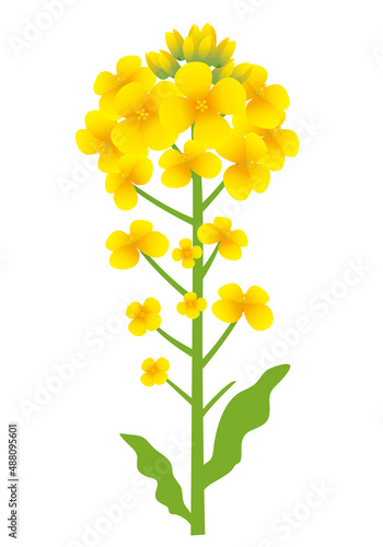 菜の花イラスト