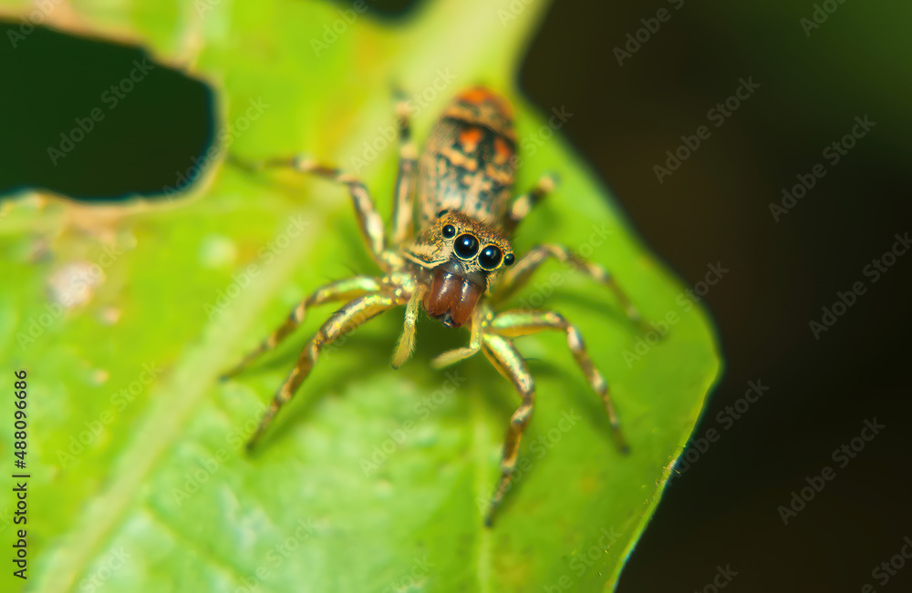 Selective focus shot of a uniquely patterned Jumping Spider, which is looking forward from above the leaves Selective focus shot of a uniquely patterned Jumping Spider, which is looking forward from above the leaves