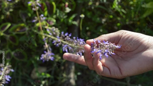 hand holding a flower