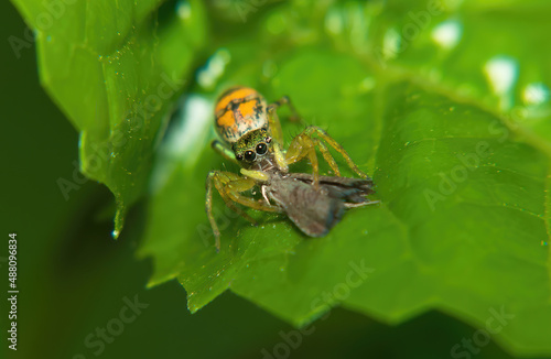 Selective focus shot of a Jumping Spider with a unique pattern with the prey it has caught, who is looking ahead from above the leaves
