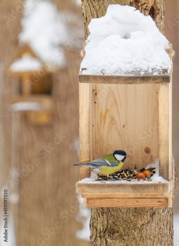 A tit in a bird feeder.