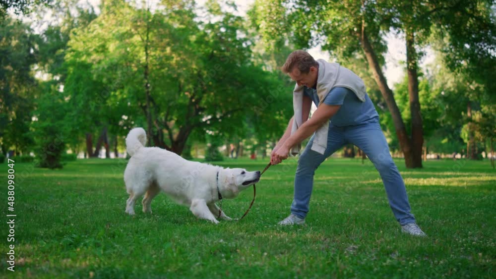 Playful golden retriever pulling leash. Owner playing with harness in park. Playful golden retriever pulling leash. Owner playing with harness in park.