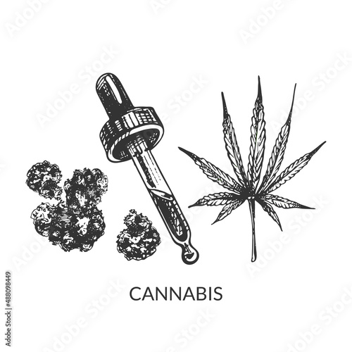 384_cannabis sativa, indica_hemp, leaf, flowers, indica, pipette, oil, graphic illustration