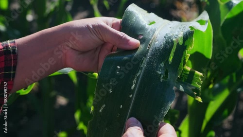 Asian female farmer inspects corn leaves in a field for insect pests. Many pests and diseases are detrimental to corn. close up
