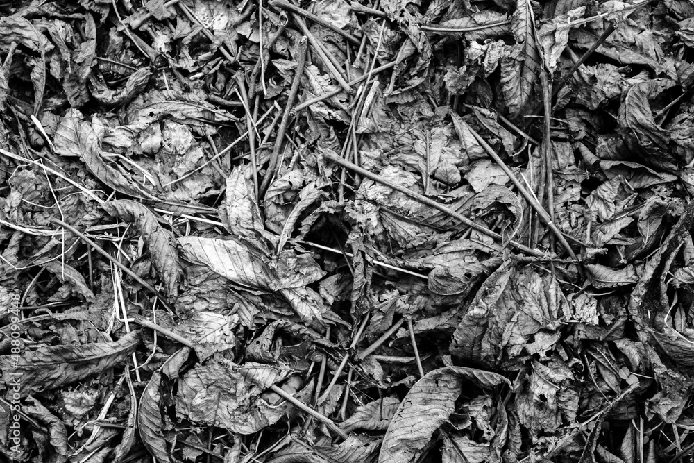Fallen leaves and dry twigs on the ground. View from above. Fallen leaves and dry twigs on the ground. View from above.