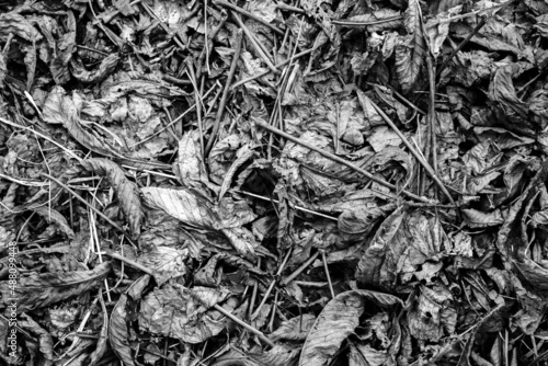 Fallen leaves and dry twigs on the ground. View from above.