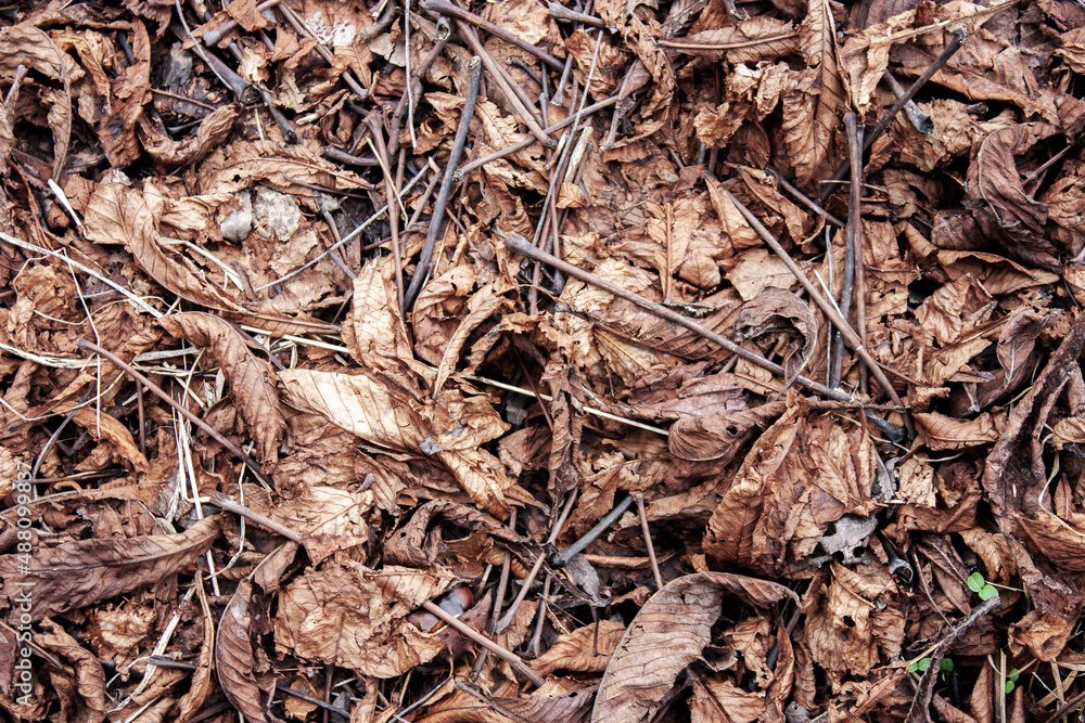 Fallen leaves and dry twigs on the ground. View from above. Fallen leaves and dry twigs on the ground. View from above.
