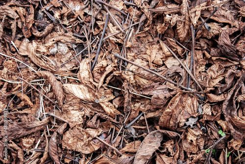 Fallen leaves and dry twigs on the ground. View from above.