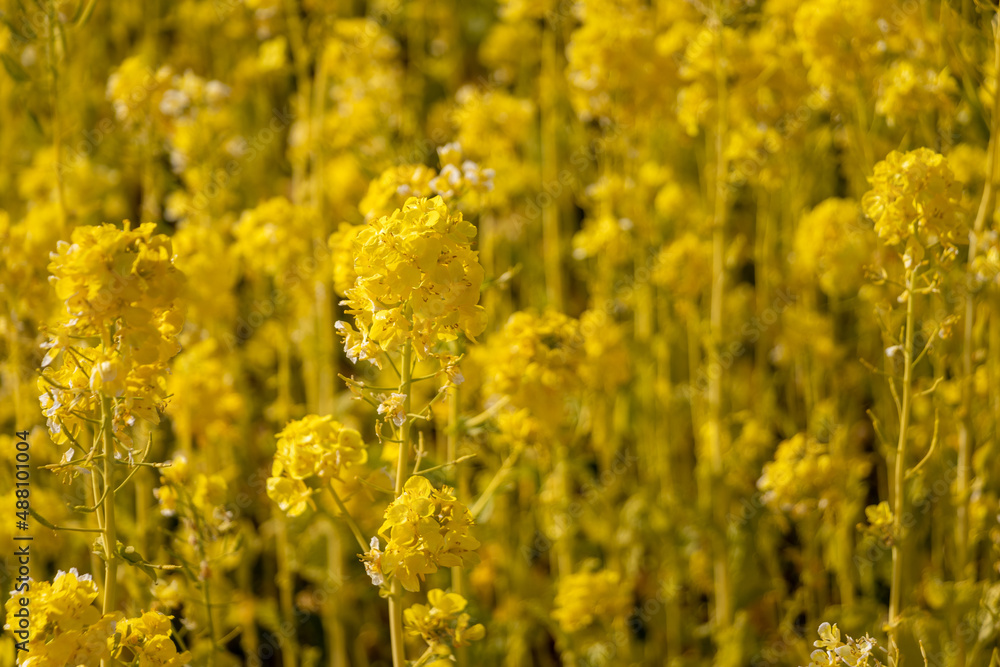 Obraz premium 黄色の菜の花畑