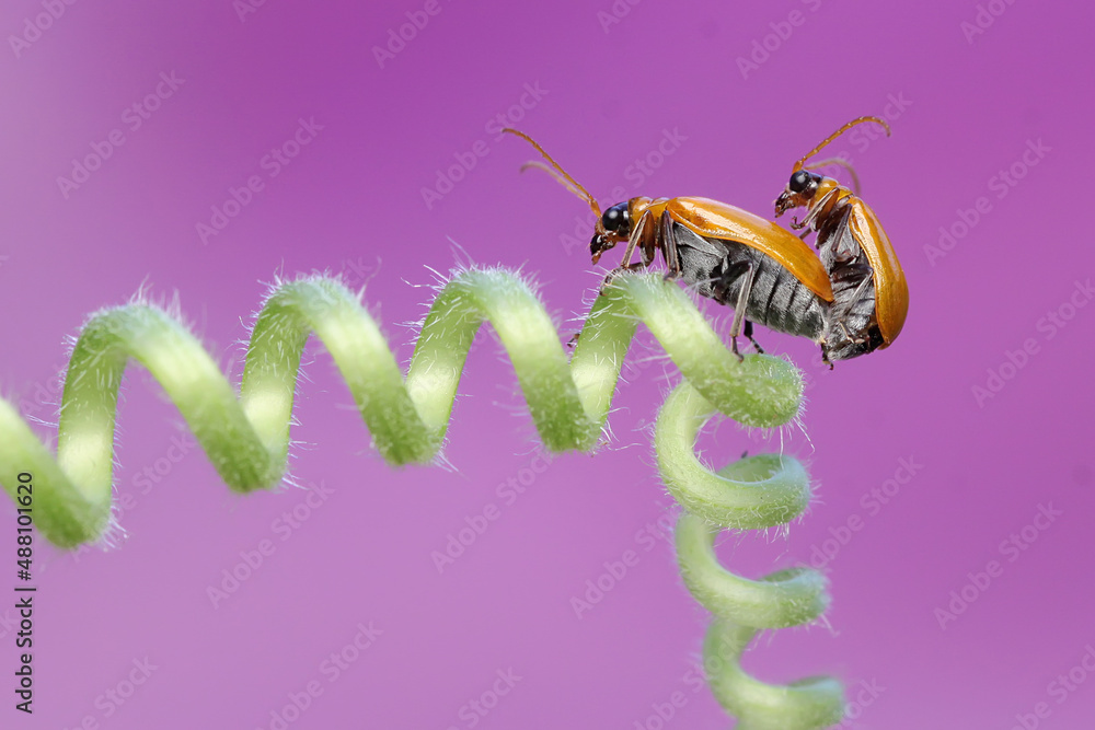 A pair of cucurbit leaf beetles mating on a pumpkin plant vines. This insect has the scientific