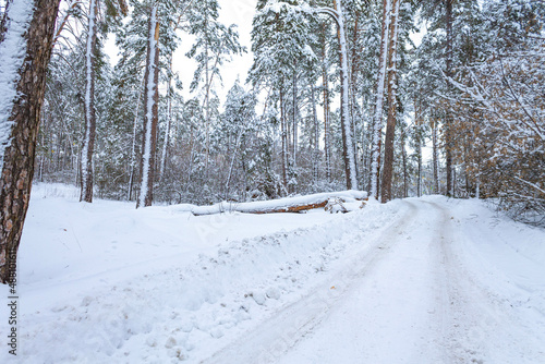 A road in a beautiful snow-covered forest