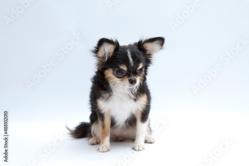 black and tan cream long coated Chihuahua isolated over white background © Thanat