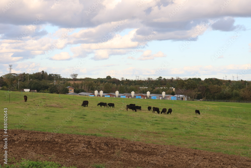 Obraz premium 草を食べる牛たち。 牧場のたくさんの牛。広大な自然 