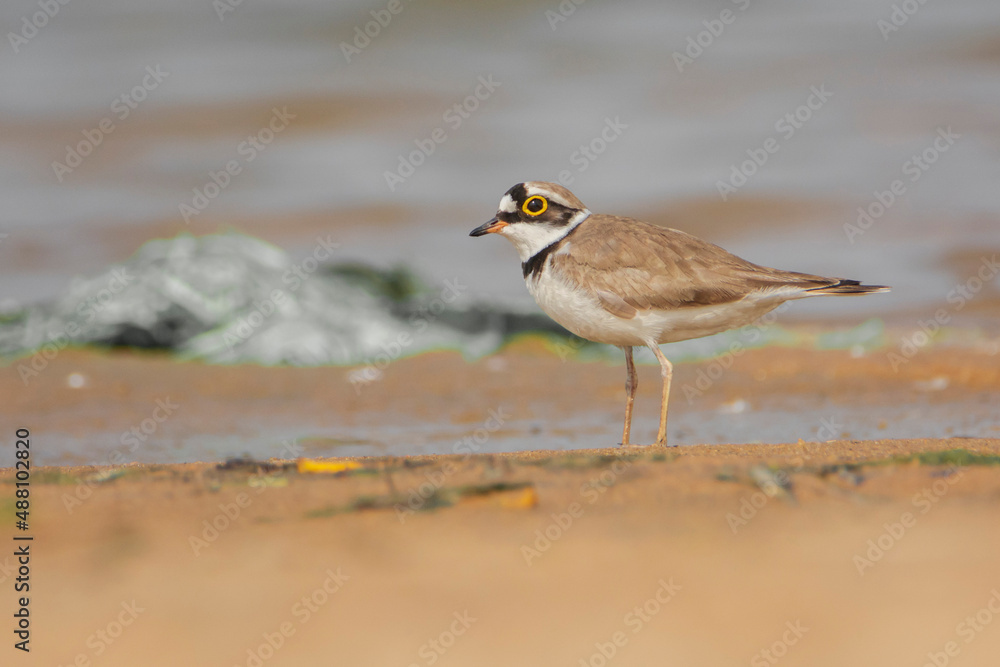 Little Ringed Plover (Charadrius dubius) on the ground, side shot, seen in a India.
Little Ringed Plover (Charadrius dubius) on the ground, side shot, seen in a India.