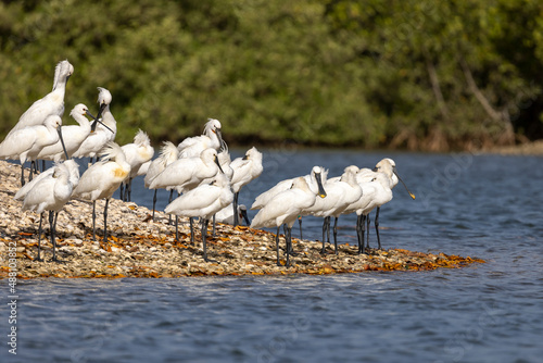 Eine Gruppe Löffler pausiert auf einer Muschelsandinsel einer Lagune vor Mangroven