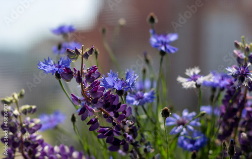 Summer bouquet with cornflowers and purple lupins