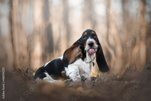Fototapet funny basset hound puppy