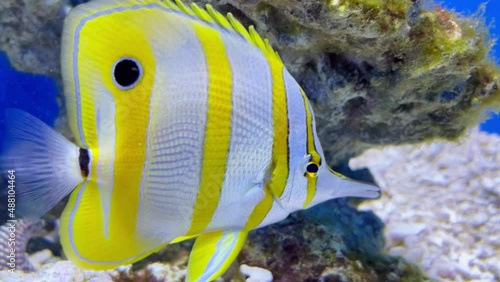 Colorful tropical helmon yellow fish swimming over rocky sea bottom photo