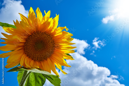 Banner summer time blue sky clouds flower sunflower for design website. Advertising sunflower oil. Background with sunflowers on the background of blue sky.