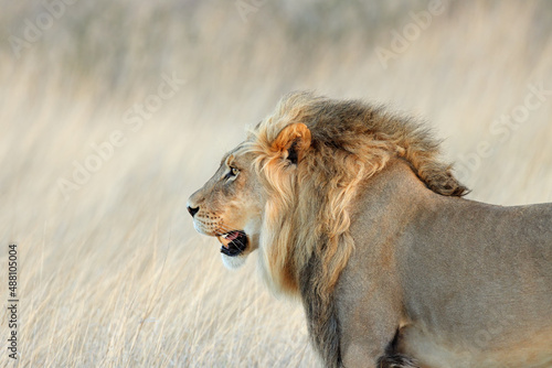 Fototapeta Naklejka Na Ścianę i Meble -  Portrait of a big male African lion (Panthera leo), Kalahari desert, South Africa.