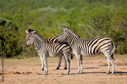 Fototapeta Naklejka Na Ścianę i Meble -  Plains zebras - Kruger National Park