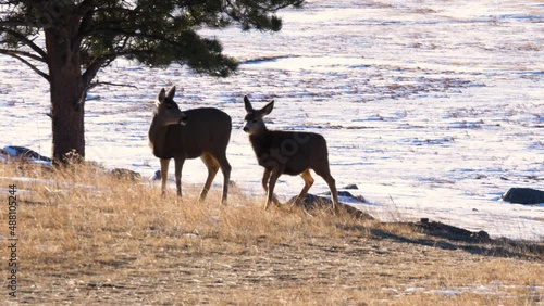 Peaceful deer walking and grazing on snowy field in sunrise