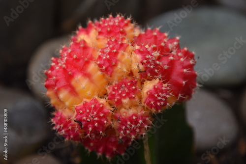 cactus rouge
