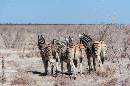 A group of Burchell s Plains zebra -Equus quagga burchelli- standing close to each other on the plains of Etosha National Park  Namibia.