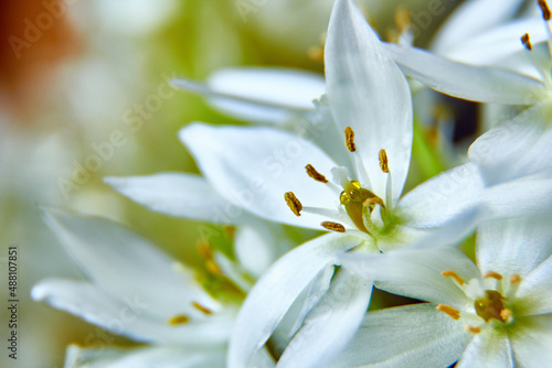 en plena floración de primavera esta un hermoso campo de lirios blancos 