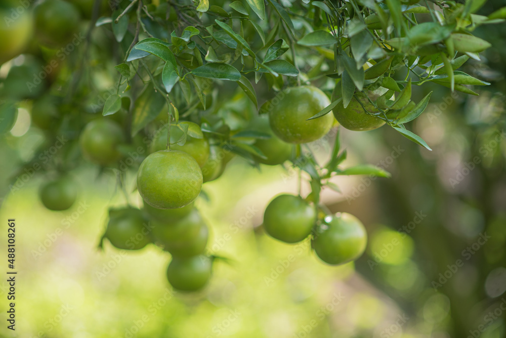 orange in organic farm, fruit organic farm, fresh orange fruit orange in organic farm, fruit organic farm, fresh orange fruit