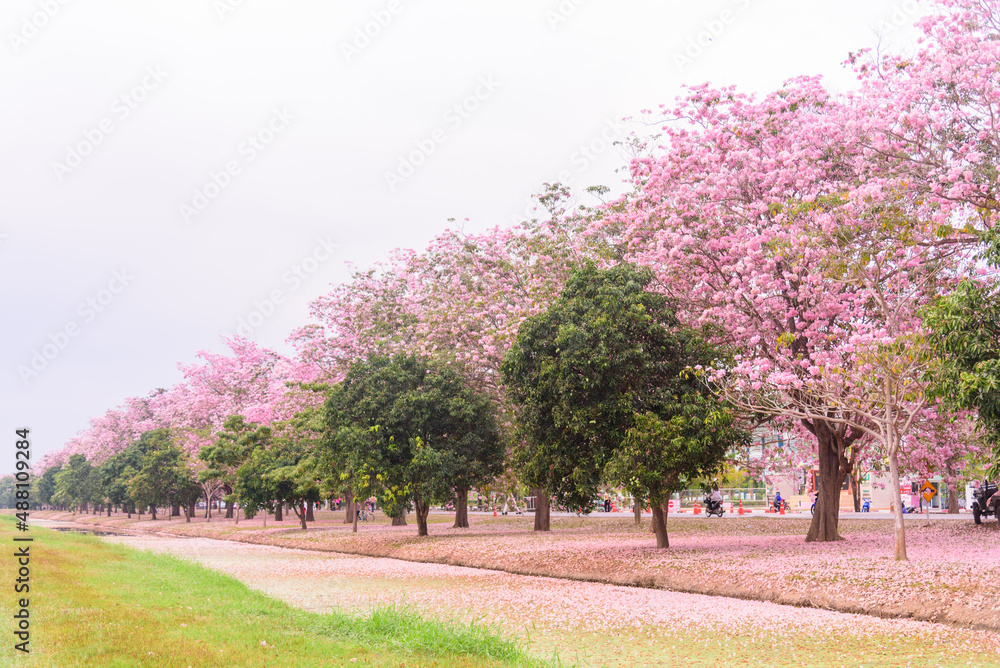 Pink trumpet tree row with Mist in sunrise time / Pink trumpet with sunrise Pink trumpet tree row with Mist in sunrise time / Pink trumpet with sunrise