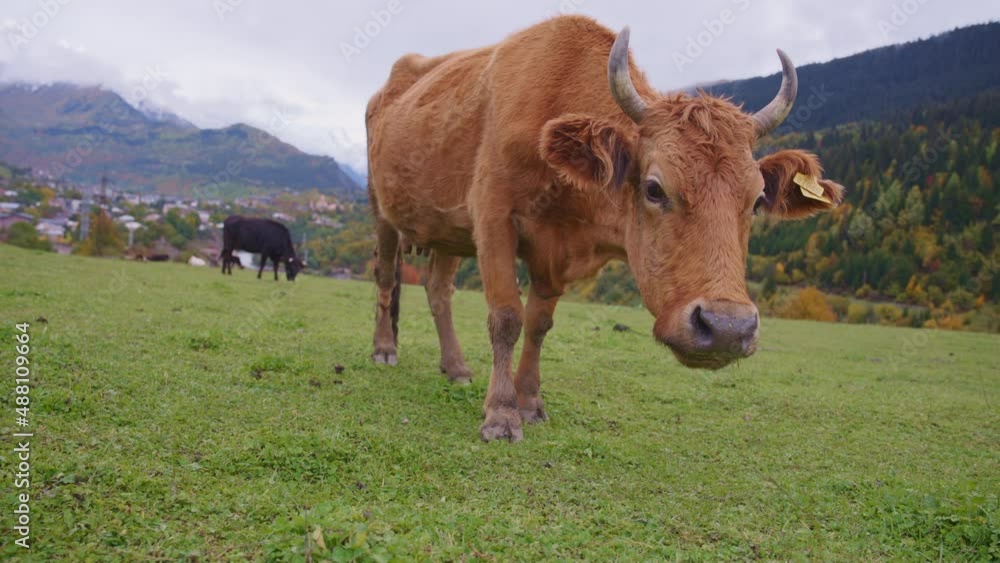 Brown cow looking to the camera against beautiful landscape. Slow motion. Brown cow looking to the camera against beautiful landscape. Slow motion.