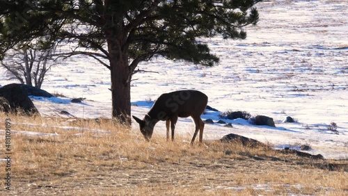 Peaceful deer grazing on snowy field in sunrise