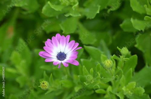 African daisy flower in bloom 