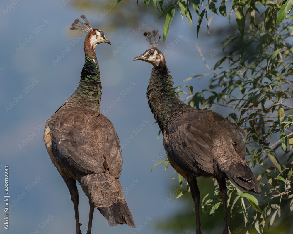 Fototapeta premium A pair of Indian peafowls in the jungles of Eastern Himalayas in India.