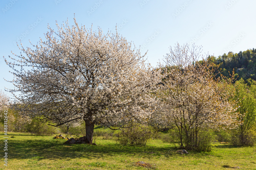 Obraz premium Flowering cherry trees