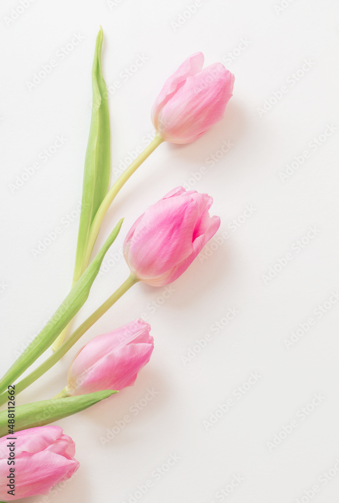 pink tulips on white background pink tulips on white background