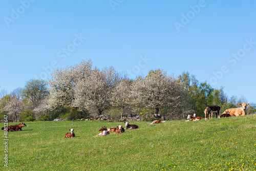 Resting calves and cows on a meadow