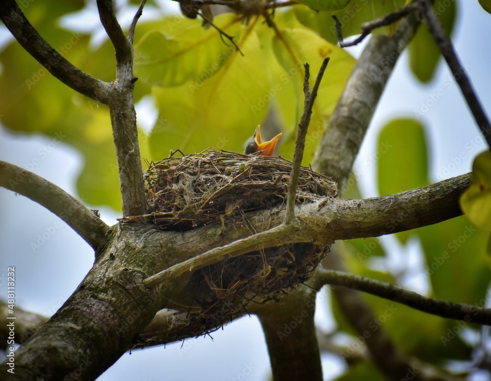 songbird male Finch feeds its hungry Chicks in a nest in a spring blooming garden,yellow open-mouthed birds in nest,Baby robin waiting on their mother, india. songbird male Finch feeds its hungry Chicks in a nest in a spring blooming garden,yellow open-mouthed birds in nest,Baby robin waiting on their mother, india.