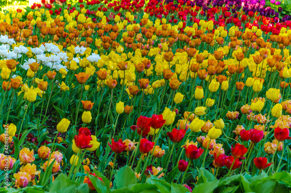 Flowerbed of red, yellow, purple, white and orange tulips