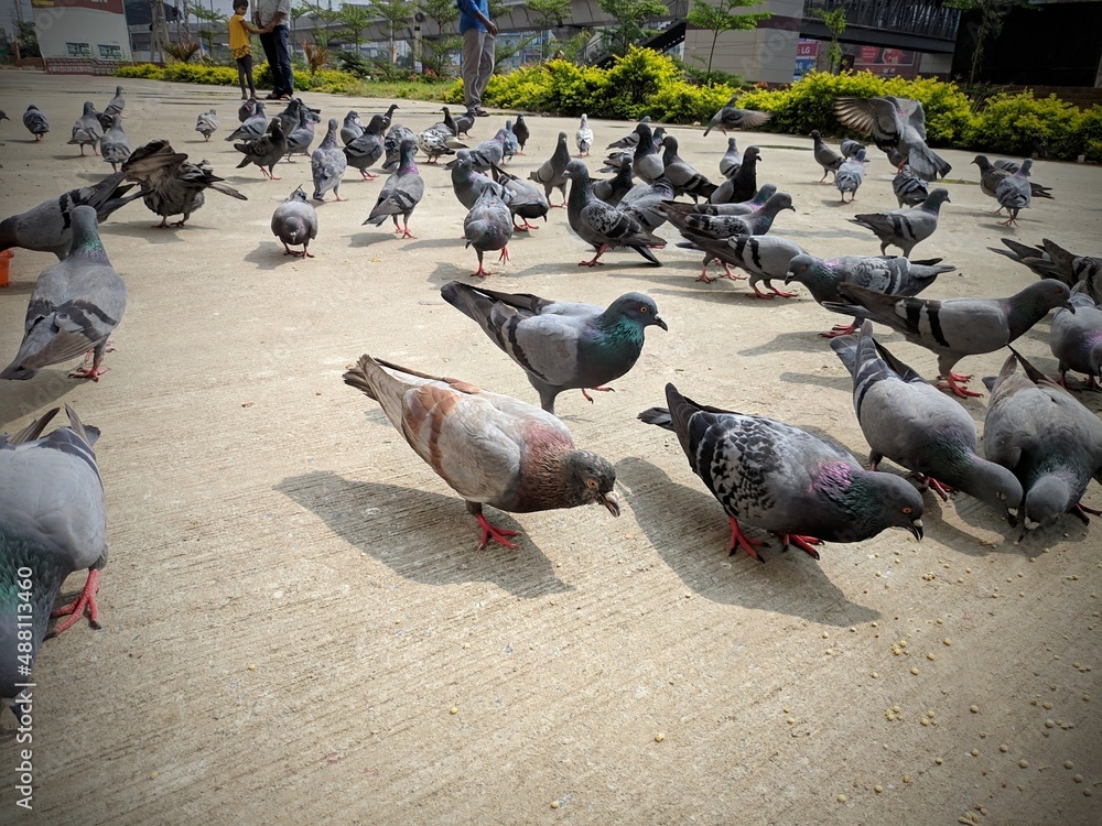 Fototapeta premium Front view of the face of Rock Pigeon face to face.Rock Pigeons crowd streets and public squares, living on discarded food and offerings of birdseed, Close up of a wild pigeon, rock dove, india