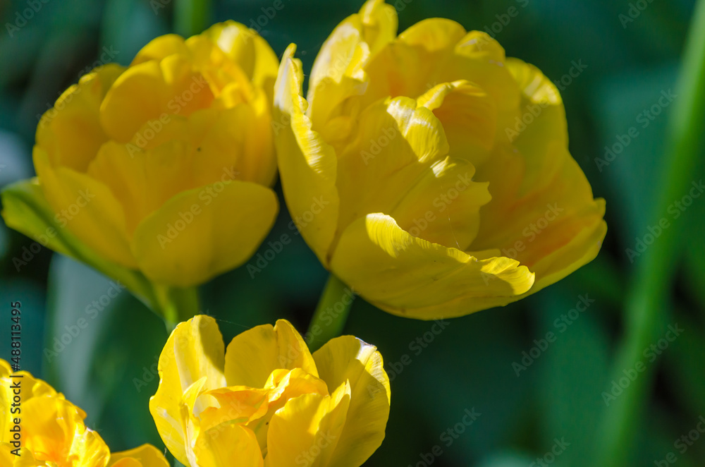 Obraz premium Blooming yellow tulips from blossoming buds closeup