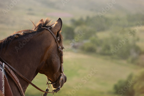 horse  head bridled looking in the field