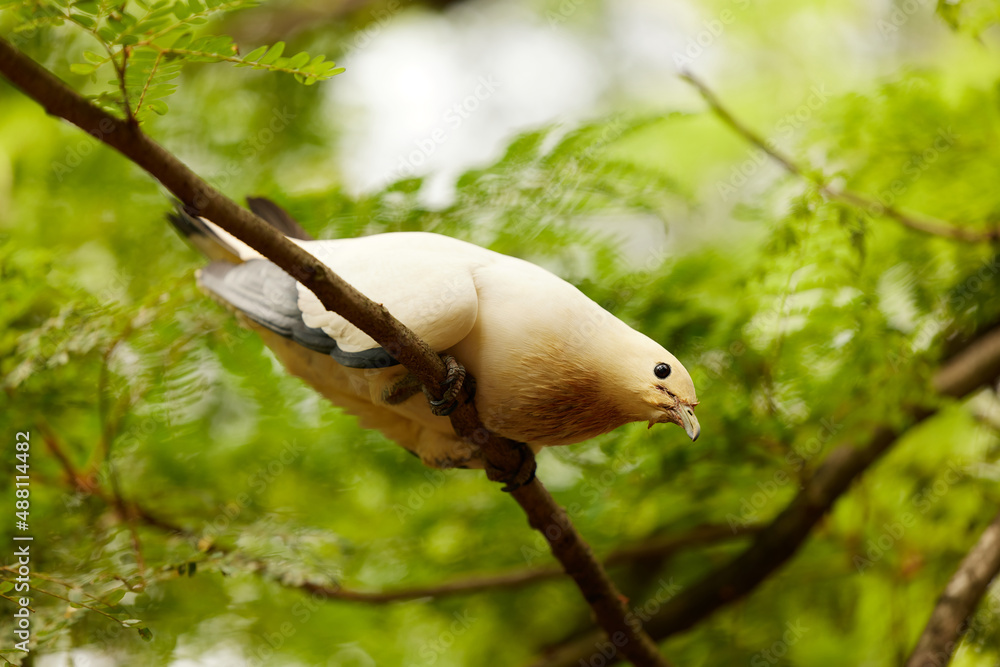 Obraz premium Bird