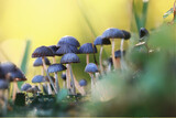 small inedible mushrooms, poisonous mushrooms forest background macro nature wild