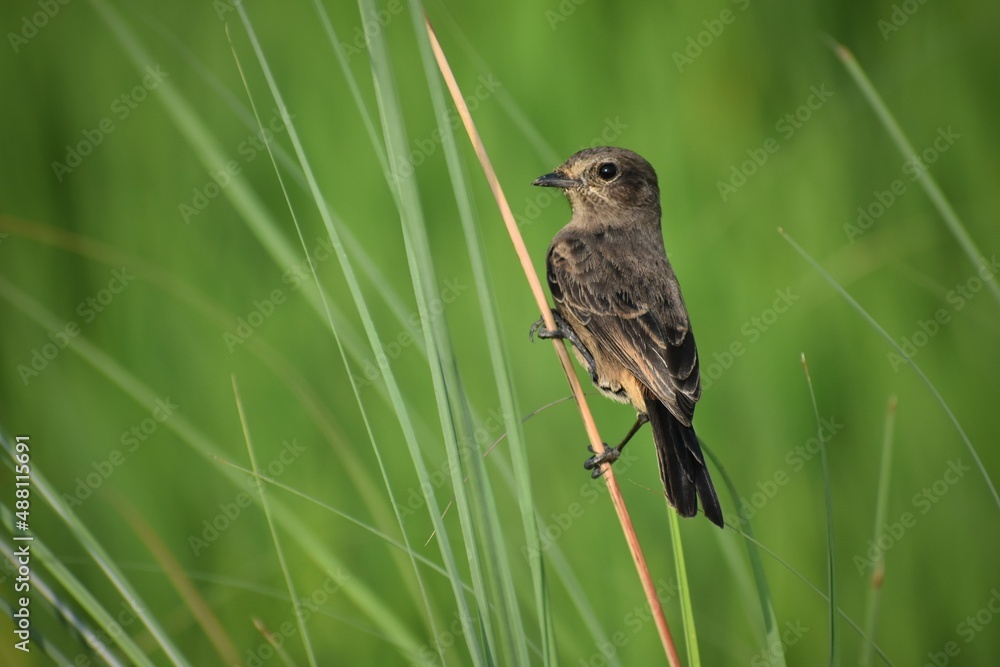 Paddy field pipit hiding in grass, wetlands birds's colored feathers from different birds that live in ponds, swamps. Clamp winter migratory birds stayed about 3 months, india. Paddy field pipit hiding in grass, wetlands birds's colored feathers from different birds that live in ponds, swamps. Clamp winter migratory birds stayed about 3 months, india.