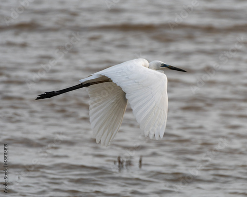A pristine white egret in flight over water. © Anindita