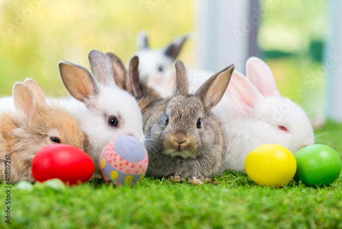 Lovely bunny Easter fluffy baby rabbit. Easter rabbit and Easter eggs  © kanpisut