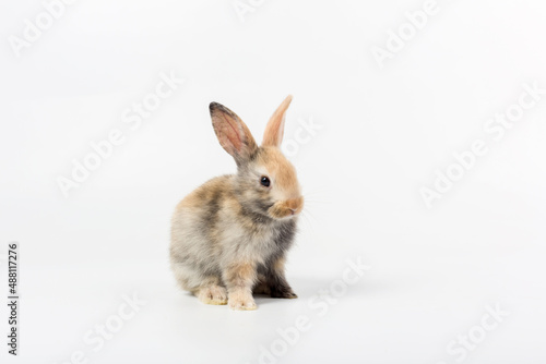 Adorable and cute new born rabbit. baby cute rabbit or new born adorable bunny.	