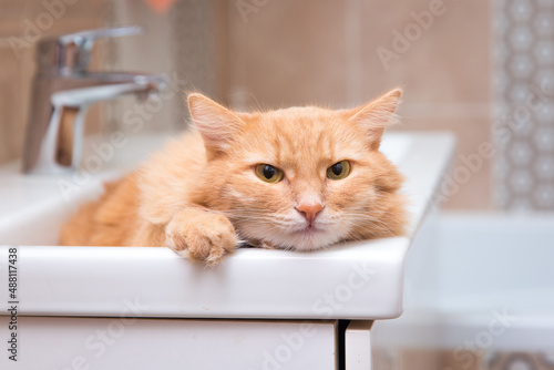 The red cat lies in the sink in the bathroom 